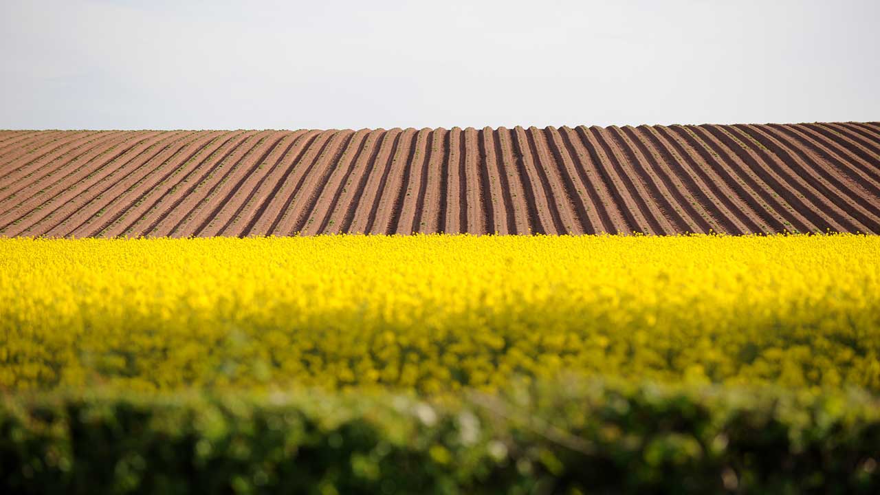Ploughed field