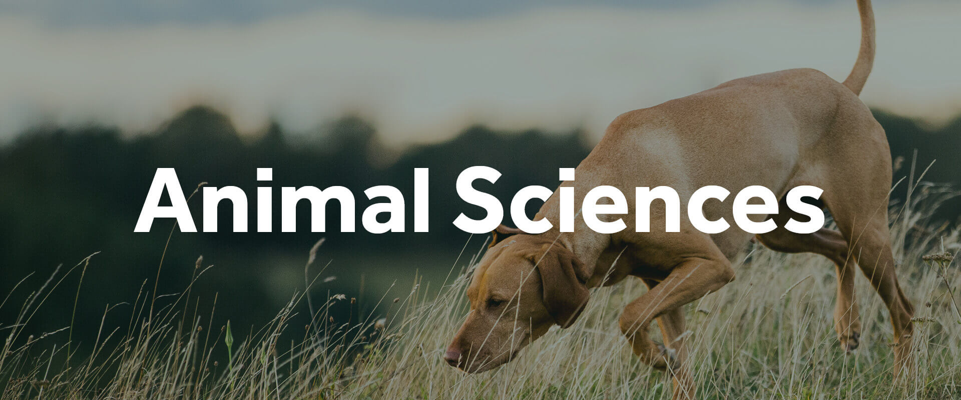 Animal Sciences
