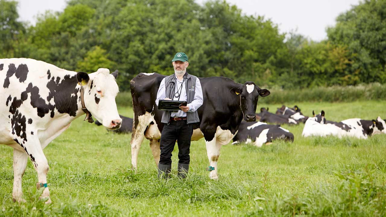 Dairy cow research