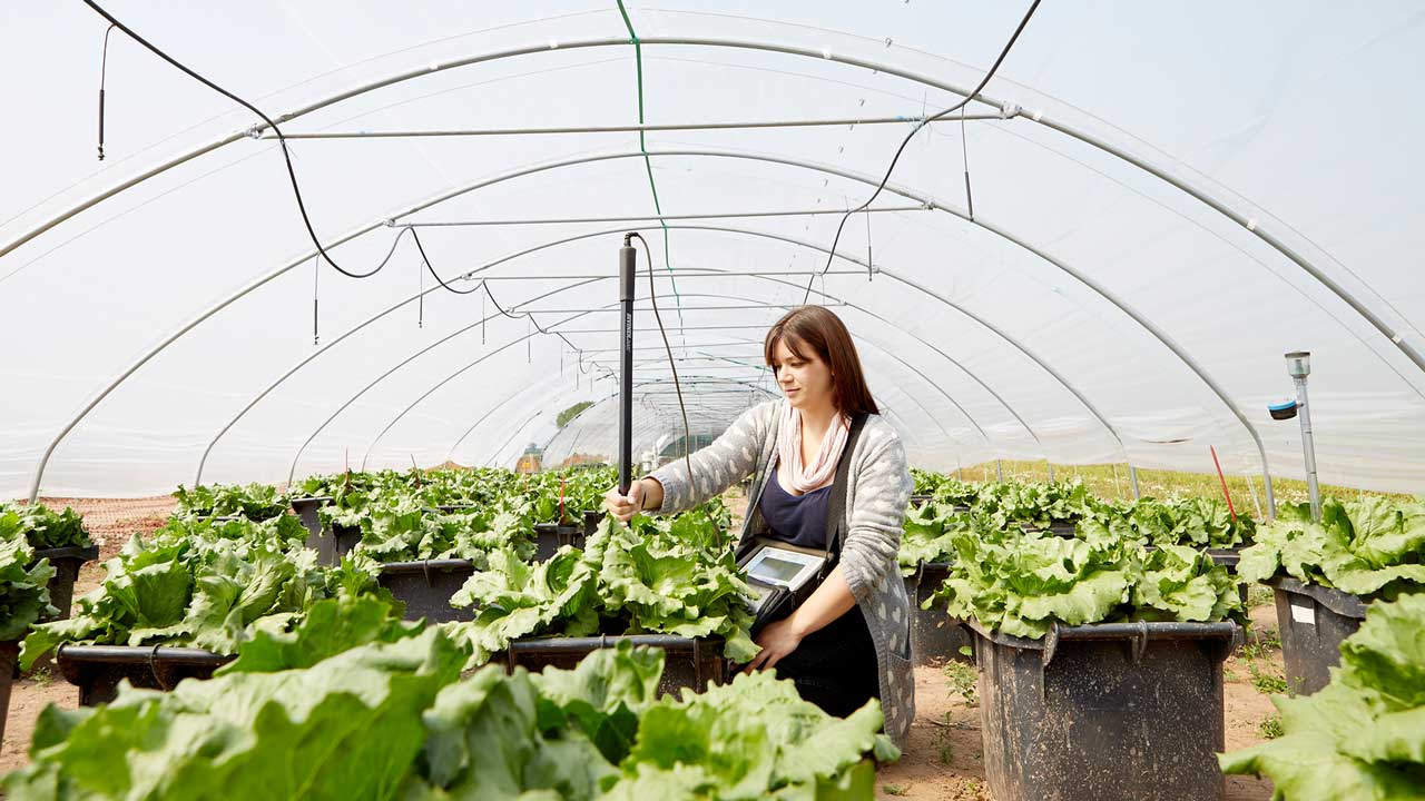 Researcher in the polytunnels